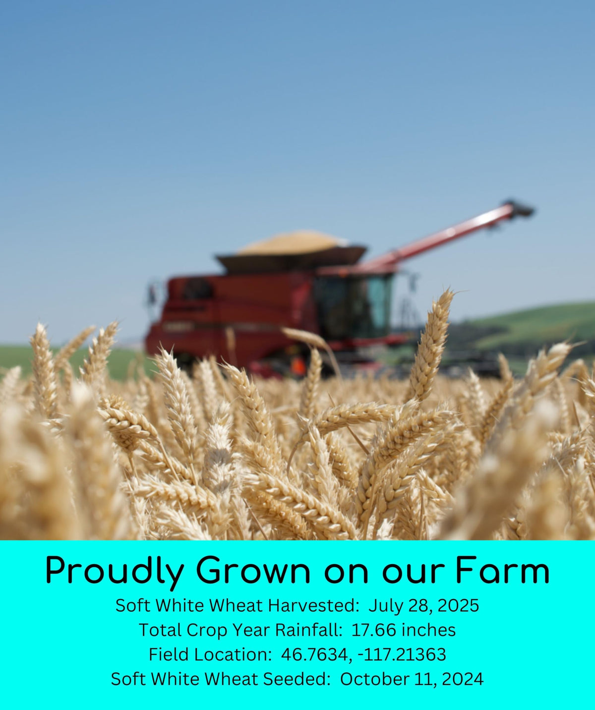 Hard Red Spring and Winter Soft and Hard White Wheat Berries 100 LBS X388985