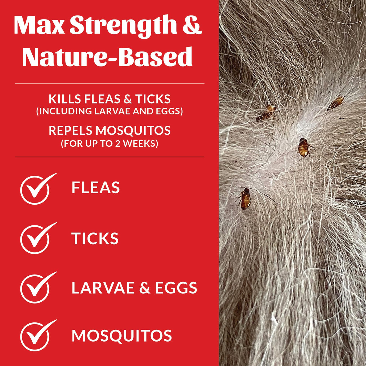 Natural Flea and Tick Dog Shampoo 16 oz H691