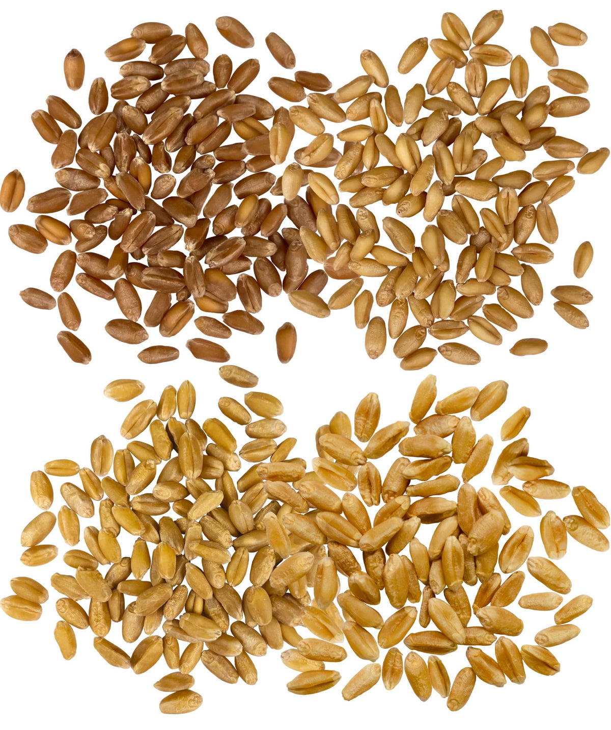 Hard Red Spring and Winter Soft and Hard White Wheat Berries 100 LBS X388985